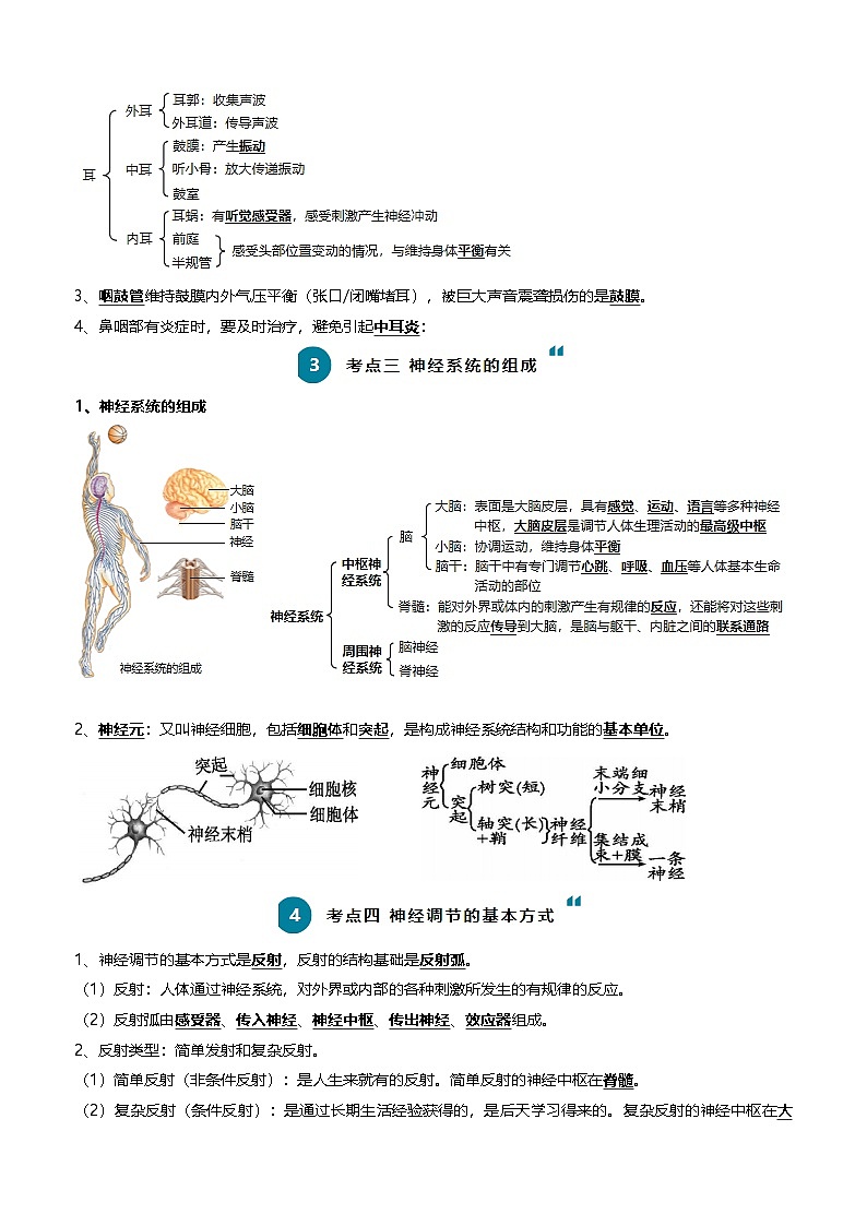 2025年中考生物一轮复习知识清单07 人体生命活动的调节（5大考点+6大高频命题点）（学生版）第3页