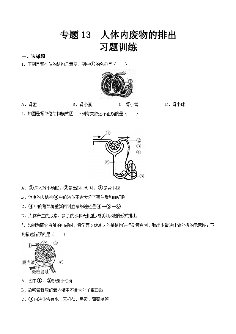 2025年中考生物一轮复习精讲精练专题13 人体内废物的排出（2份，原卷版+解析版）01