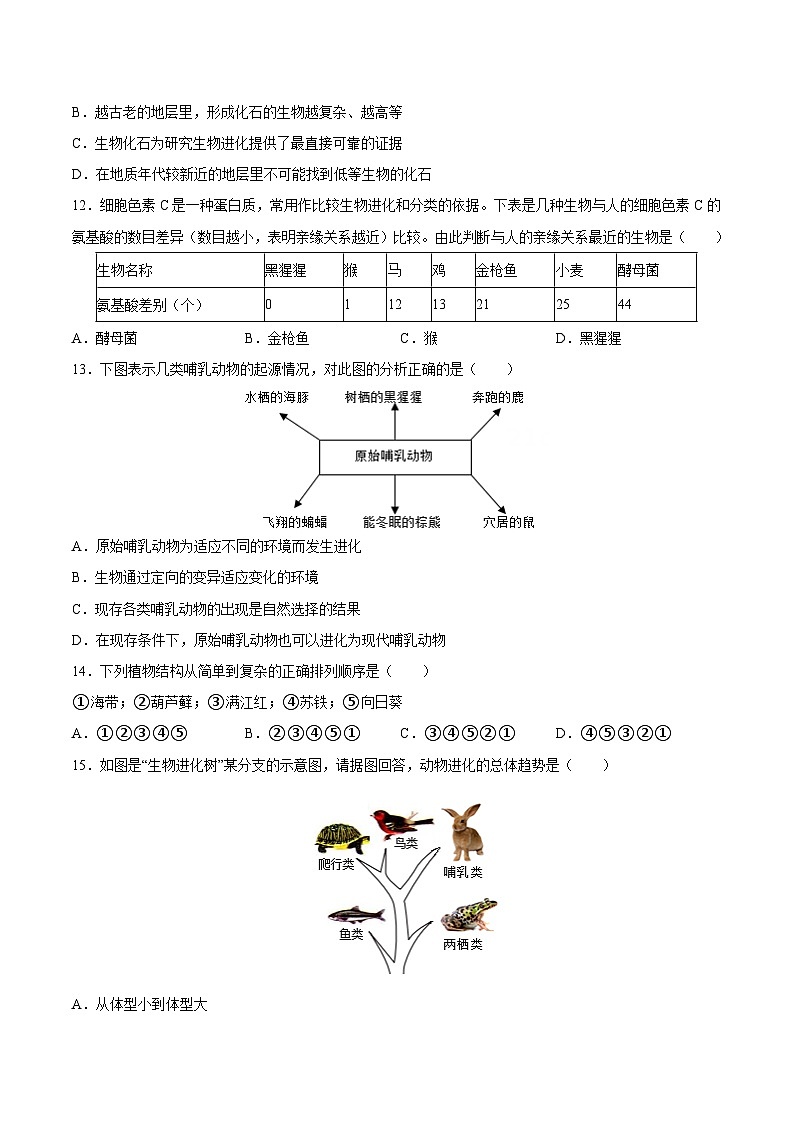 2025年中考生物一轮复习精讲精练专题22  生命的起源和生物进化（原卷版）第3页