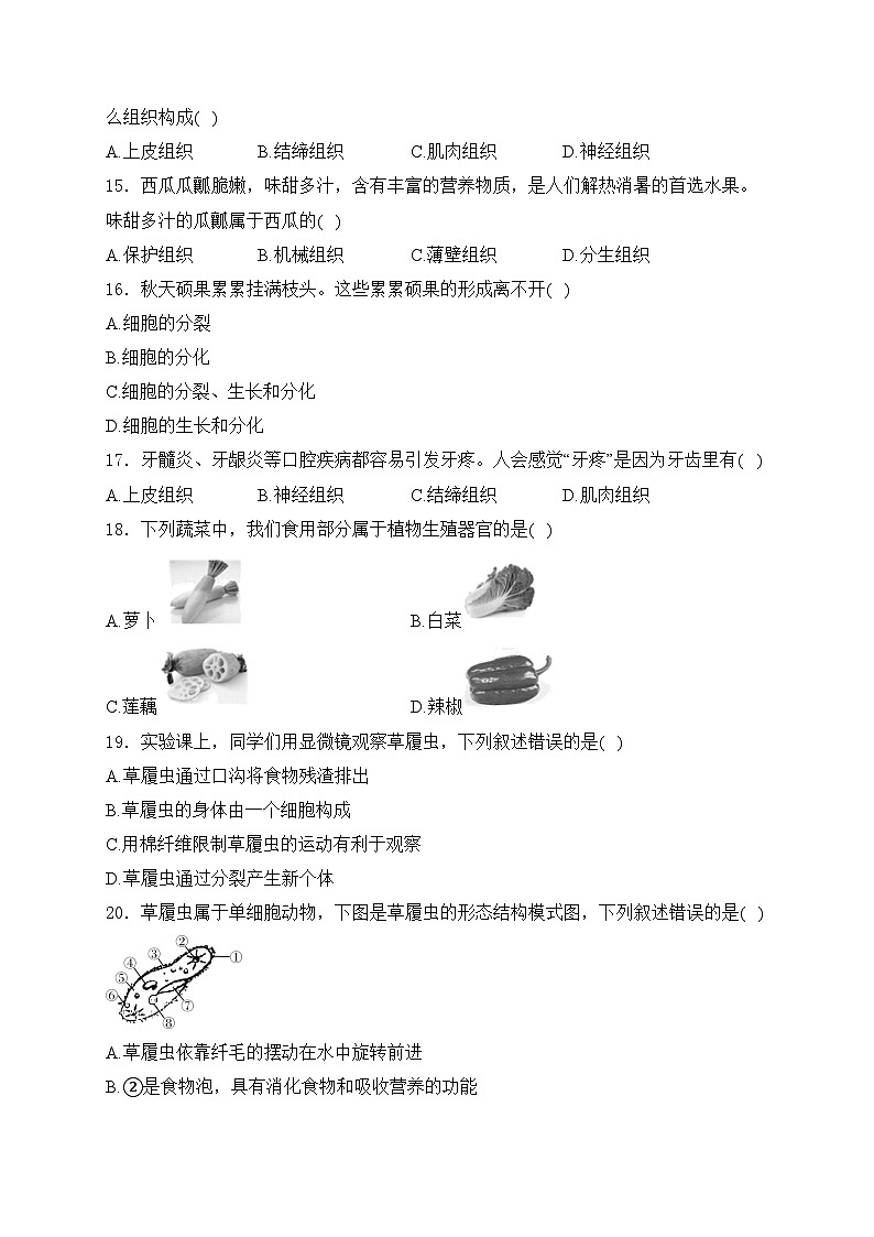 黑龙江省龙东地区2024-2025学年七年级上学期期中联考生物学试卷(含答案)第3页