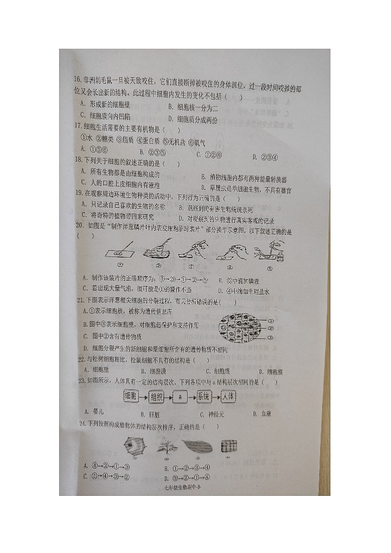 广东省恩平市2024-2025学年七年级上学期期中考试生物试题03