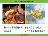1.1 .1 观察周边环境中的生物（课件）-2024--2025学年人教版生物七年级上册