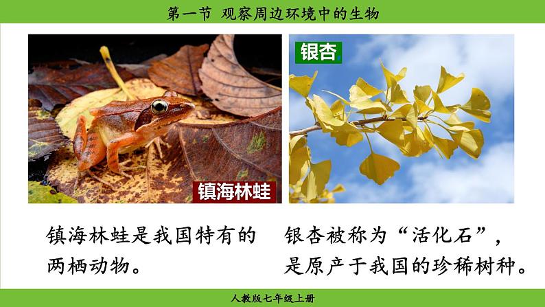 1.1 .1 观察周边环境中的生物（课件）-2024--2025学年人教版生物七年级上册第3页