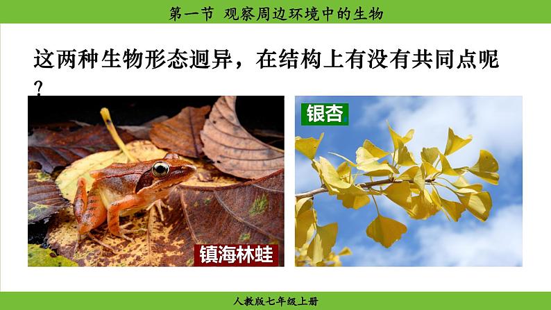 1.1 .1 观察周边环境中的生物（课件）-2024--2025学年人教版生物七年级上册第4页