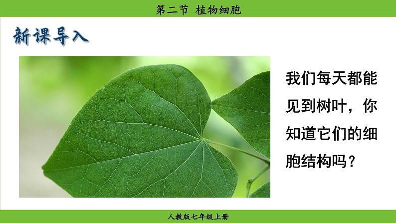 1.2.2 植物细胞（课件）-2024--2025学年人教版生物七年级上册03