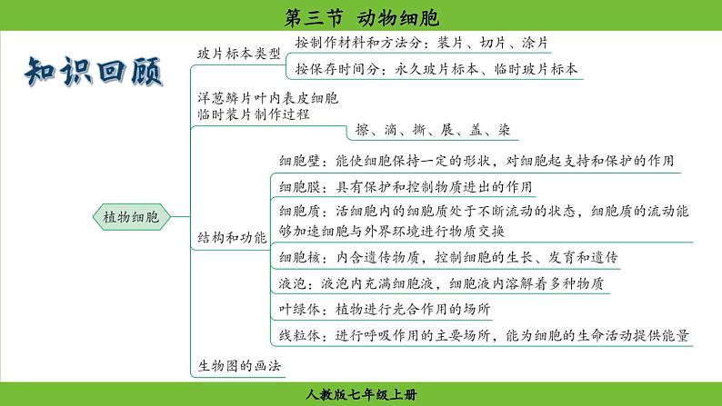 1.2.3 动物细胞（课件）-2024--2025学年人教版生物七年级上册01