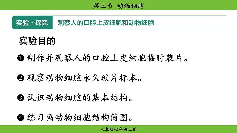 1.2.3 动物细胞（课件）-2024--2025学年人教版生物七年级上册08