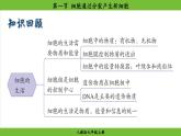 1.3.1 细胞通过分裂产生新细胞（课件）-2024--2025学年人教版生物七年级上册