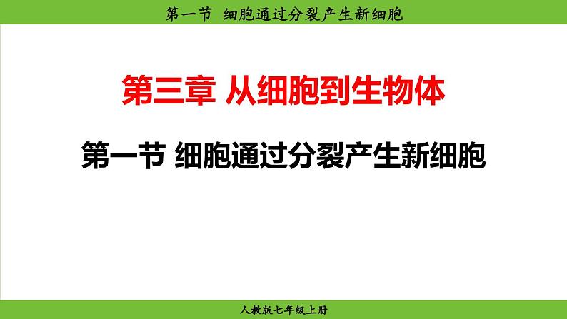 1.3.1 细胞通过分裂产生新细胞（课件）-2024--2025学年人教版生物七年级上册02