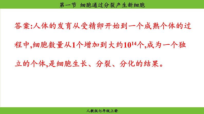 1.3.1 细胞通过分裂产生新细胞（课件）-2024--2025学年人教版生物七年级上册07