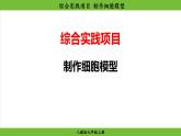 综合实践项目 制作细胞模型（课件）-2024--2025学年人教版生物七年级上册