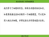 综合实践项目 制作细胞模型（课件）-2024--2025学年人教版生物七年级上册