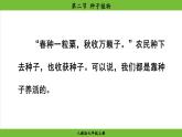2.1.2 种子植物（课件）-2024--2025学年人教版生物七年级上册