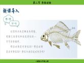 2.2.2 脊椎动物（课件）-2024--2025学年人教版生物七年级上册