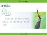 2.4.2 从种到界（课件）-2024--2025学年人教版生物七年级上册