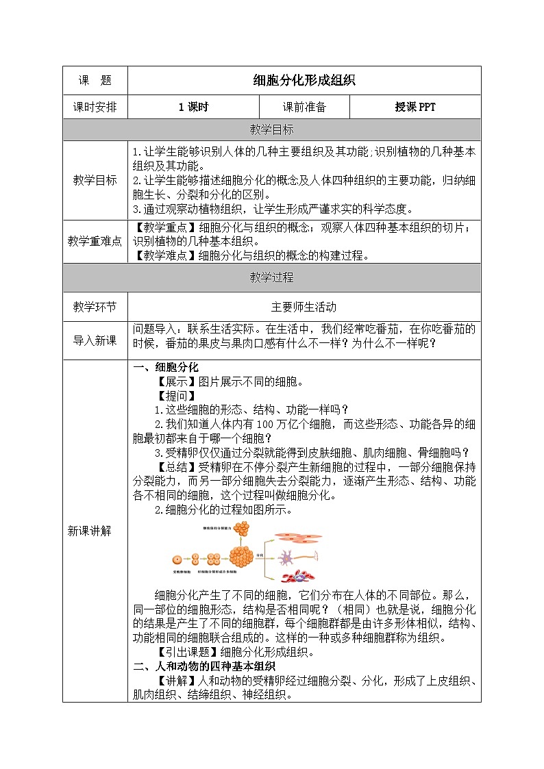 北师大版（2024）七年级生物上册教案 3.2 细胞分化形成组织第1页