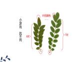 人教版（2024）七年级生物上册第一单元1.1观察周边环境中的生物ppt课件