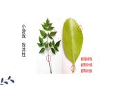 人教版（2024）七年级生物上册第一单元1.1观察周边环境中的生物ppt课件