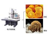 人教版（2024）七年级生物上册第一单元2.1学习使用显微镜ppt课件