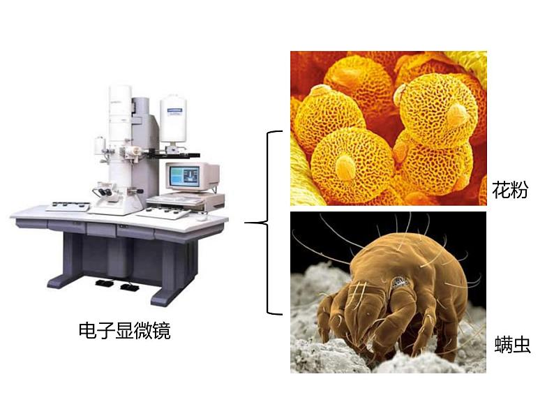 人教版（2024）七年级生物上册第一单元2.1学习使用显微镜ppt课件第4页