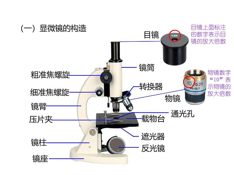 人教版（2024）七年级生物上册第一单元2.1学习使用显微镜ppt课件第5页