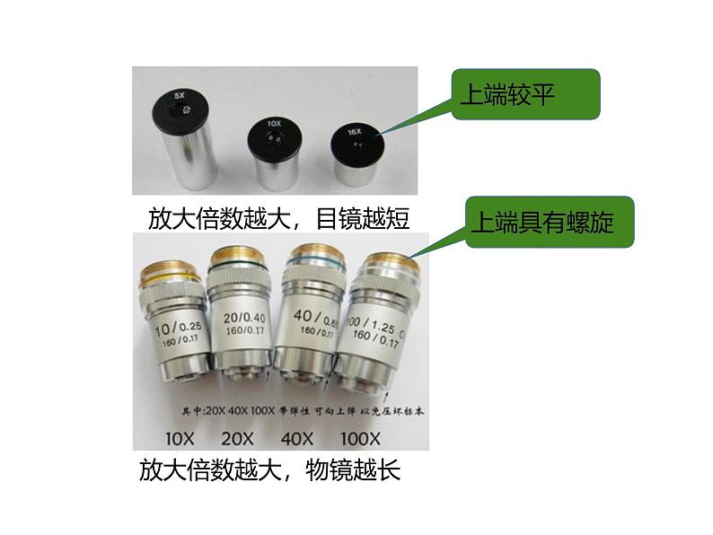 人教版（2024）七年级生物上册第一单元2.1学习使用显微镜ppt课件第7页