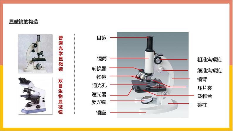 人教版（2024）七年级生物上册第一单元2.1学习使用显微镜课件第3页