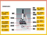 人教版（2024）七年级生物上册第一单元2.1学习使用显微镜课件