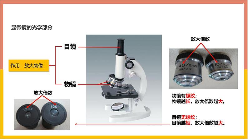 人教版（2024）七年级生物上册第一单元2.1学习使用显微镜课件第5页