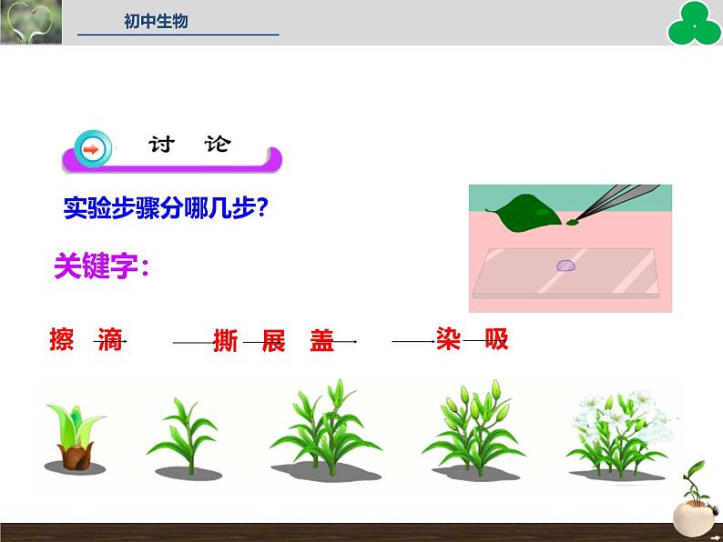 人教版（2024）七年级生物上册第一单元2.2植物细胞ppt精品课件第8页