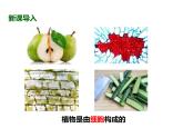 人教版（2024）七年级生物上册第一单元2.2植物细胞精品课件