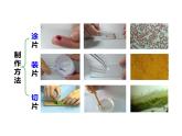 人教版（2024）七年级生物上册第一单元2.2植物细胞精品课件