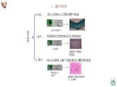 人教版（2024）七年级生物上册第一单元2.2植物细胞课件