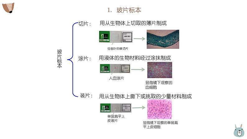 人教版（2024）七年级生物上册第一单元2.2植物细胞课件03