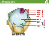 人教版（2024）七年级生物上册第一单元2.3动物细胞精品ppt课件