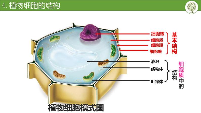 人教版（2024）七年级生物上册第一单元2.3动物细胞精品ppt课件第5页