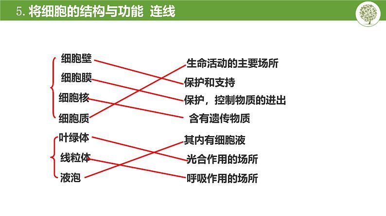 人教版（2024）七年级生物上册第一单元2.3动物细胞精品ppt课件第6页