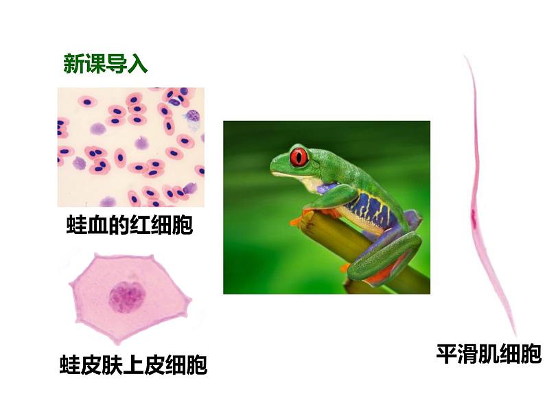 人教版（2024）七年级生物上册第一单元2.3动物细胞精品课件第2页