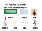 人教版（2024）七年级生物上册第一单元2.3动物细胞精品课件