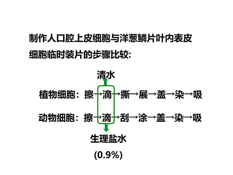 人教版（2024）七年级生物上册第一单元2.3动物细胞精品课件第7页