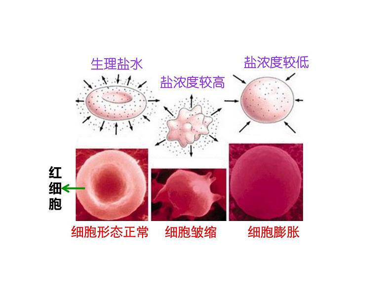 人教版（2024）七年级生物上册第一单元2.3动物细胞精品课件第8页