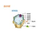 人教版（2024）七年级生物上册第一单元2.3动物细胞课件