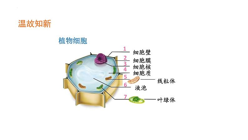 人教版（2024）七年级生物上册第一单元2.3动物细胞课件03