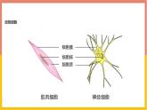 人教版（2024）七年级生物上册第一单元2.3动物细胞课件ppt