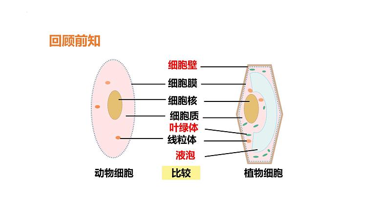 人教版（2024）七年级生物上册第一单元2.4细胞的生活ppt课件第2页