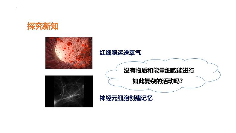 人教版（2024）七年级生物上册第一单元2.4细胞的生活ppt课件第5页