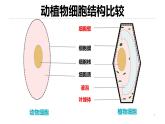 人教版（2024）七年级生物上册第一单元2.4细胞的生活精品课件