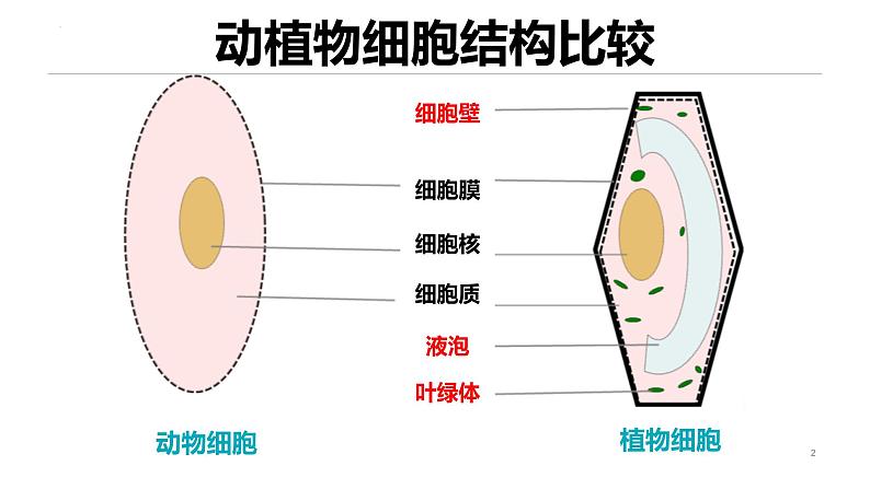 人教版（2024）七年级生物上册第一单元2.4细胞的生活精品课件第2页