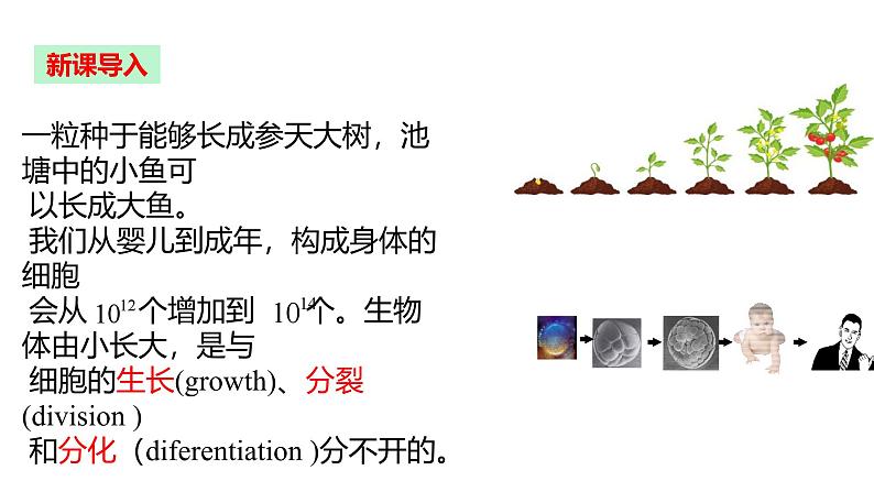 人教版（2024）七年级生物上册第一单元3.1细胞通过分裂产生新细胞ppt课件第5页