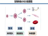 人教版（2024）七年级生物上册第一单元3.1细胞通过分裂产生新细胞精品课件